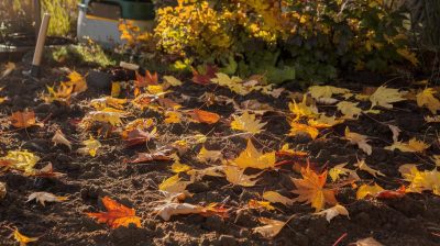 Ces feuilles mortes sont de l'or pour votre jardin : méthodes pour un automne plus vert et une faune enrichie