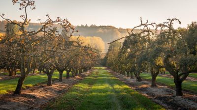 Conseils de novembre pour des arbres fruitiers prêts à bourgeonner au printemps